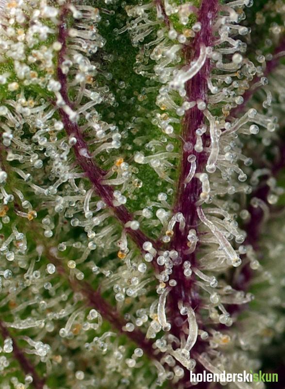 sweet cheese xl auto®