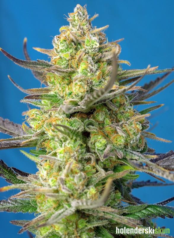 sweet cheese xl auto®