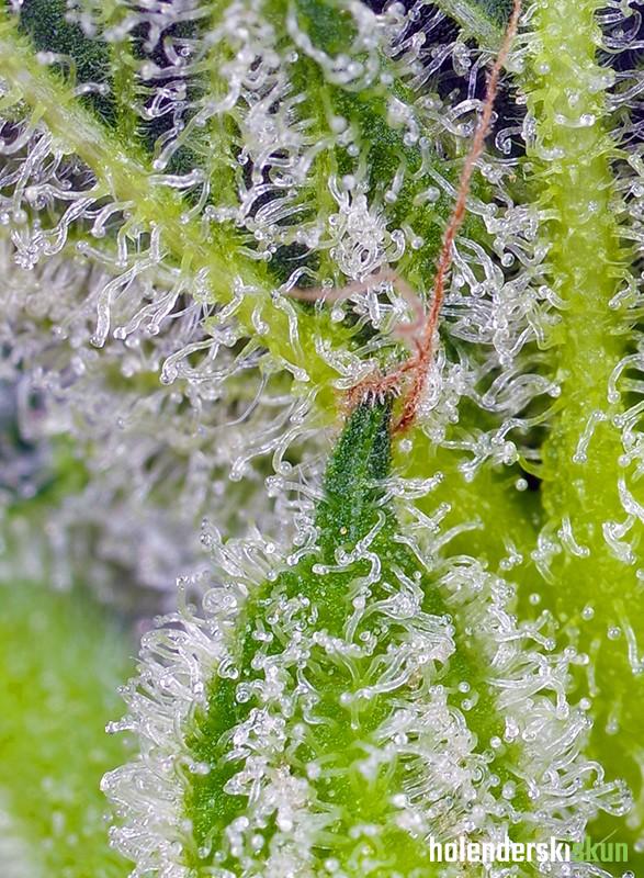 sweet mandarine z xl auto®