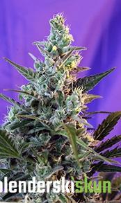 sweet skunk f1 fast version