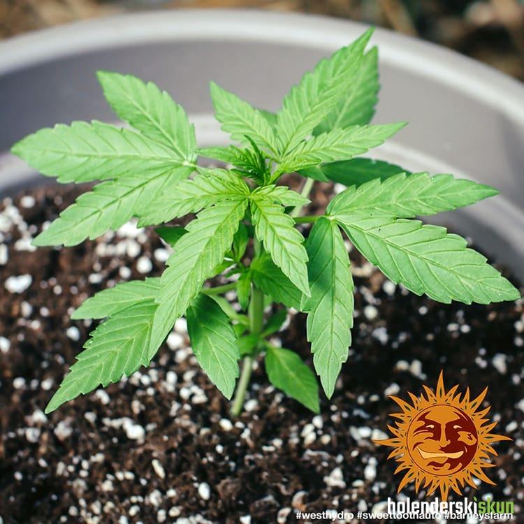 auto sweet tooth