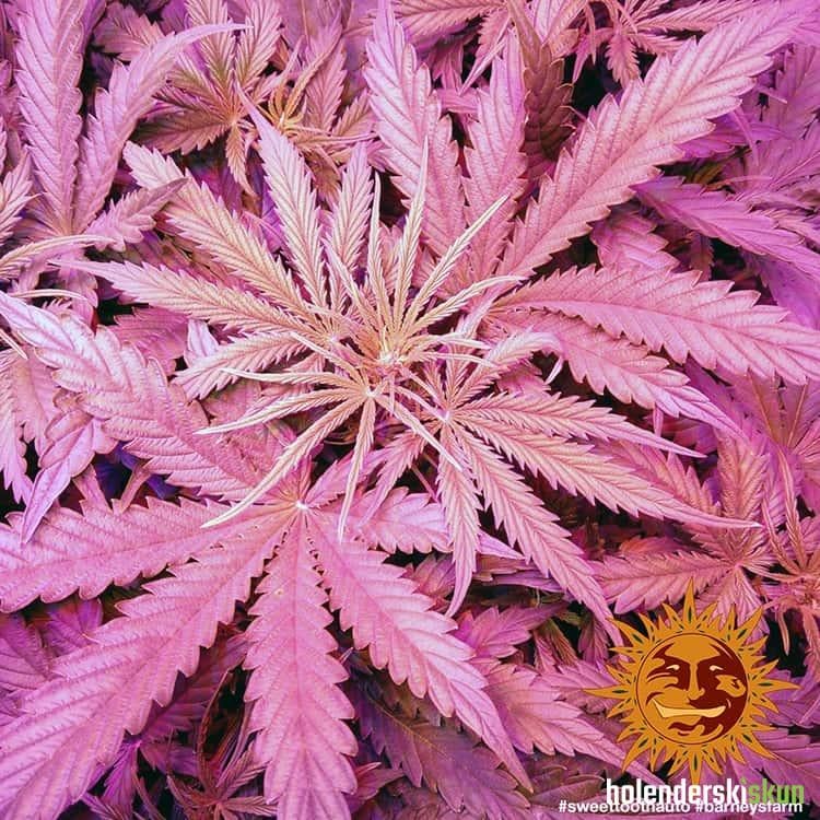 auto sweet tooth