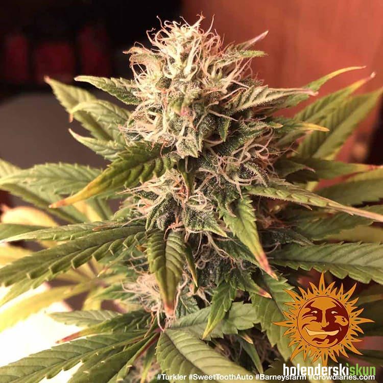 auto sweet tooth