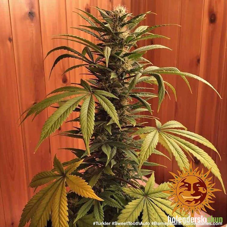 auto sweet tooth
