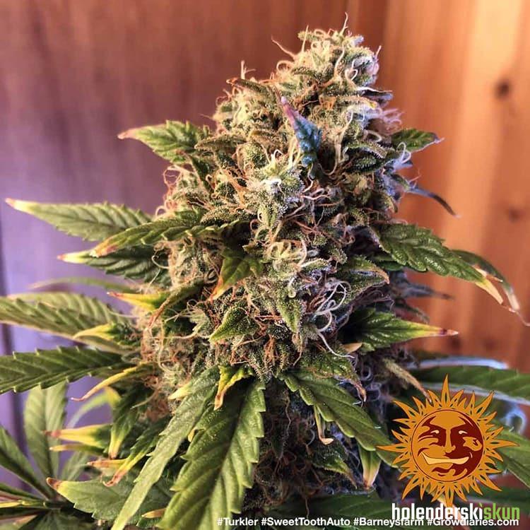 auto sweet tooth
