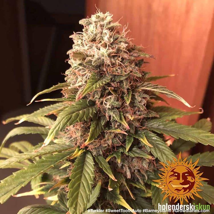auto sweet tooth