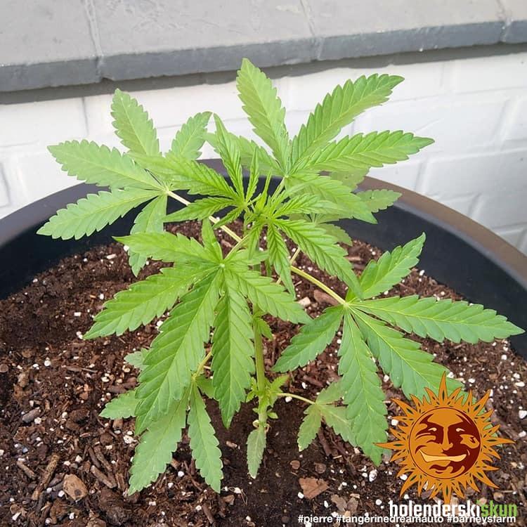 tangerine dream auto™