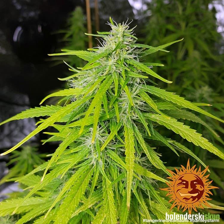 tangerine dream auto™
