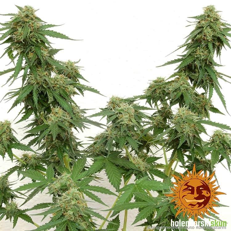 tangerine dream auto™