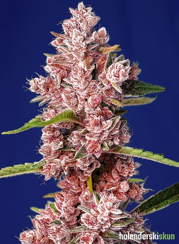 tropicanna poison f1 fast version®