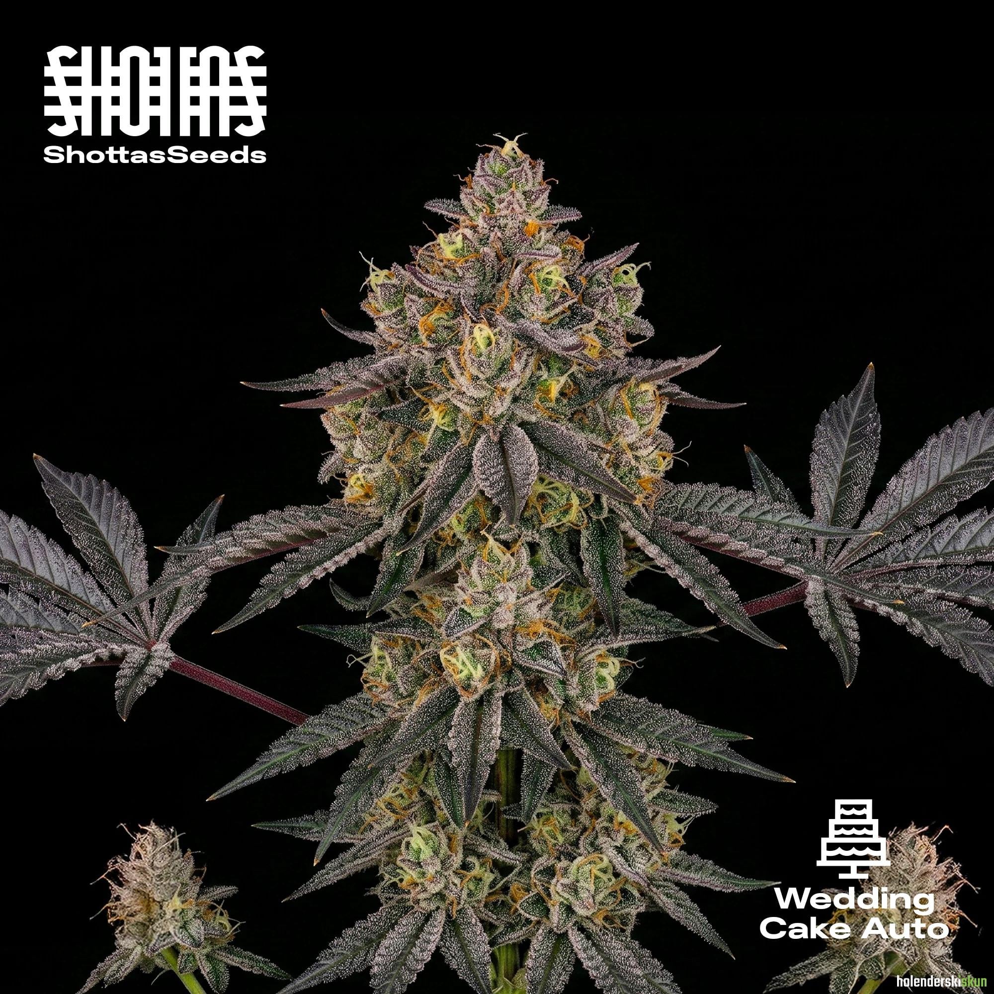 wedding cake auto