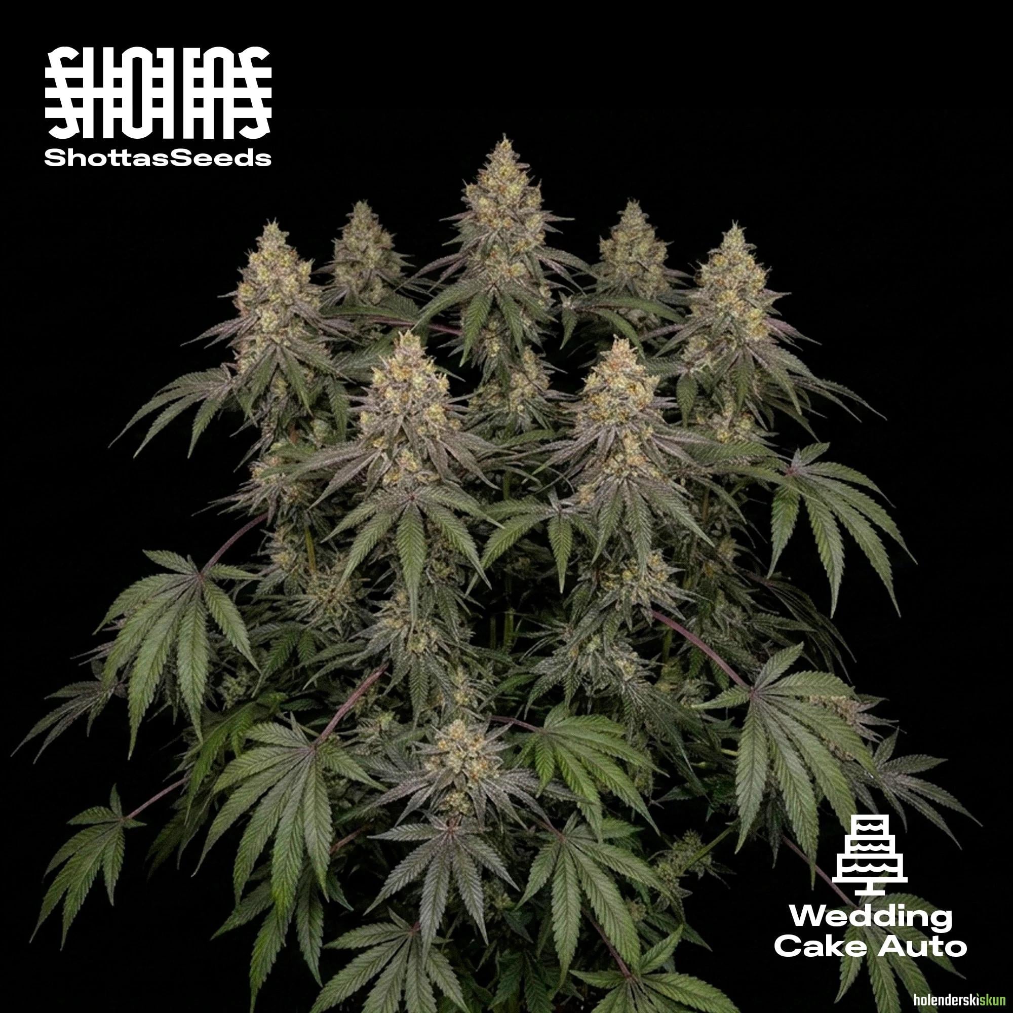 wedding cake auto