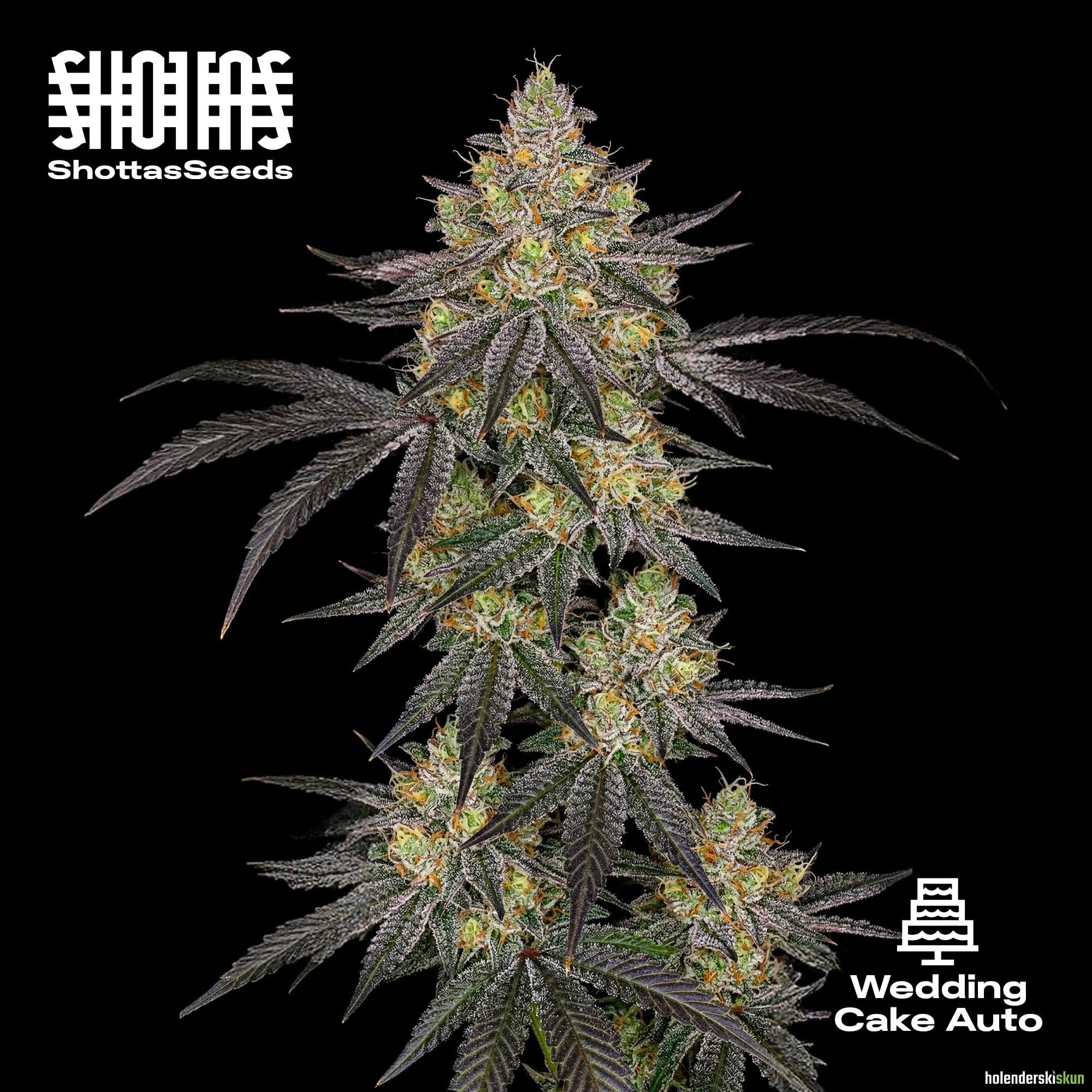 wedding cake auto