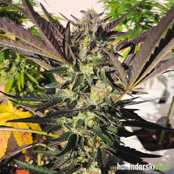 wedding gelato