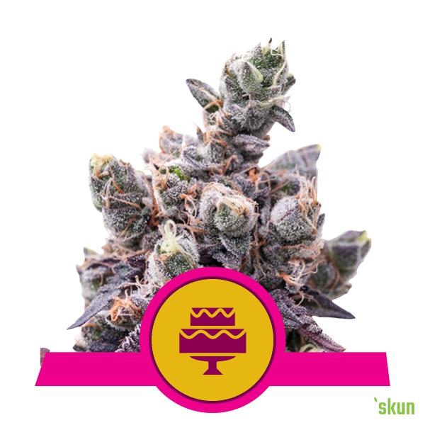 wedding gelato