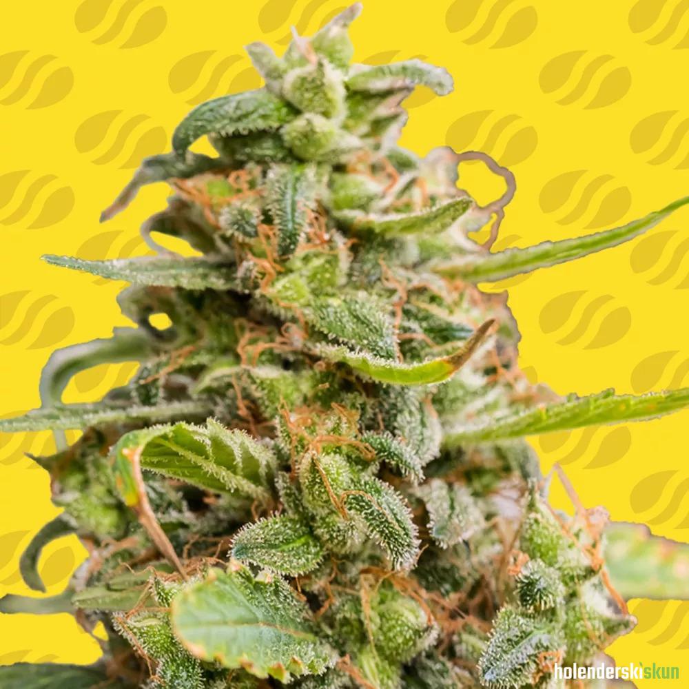 white crystal meth auto