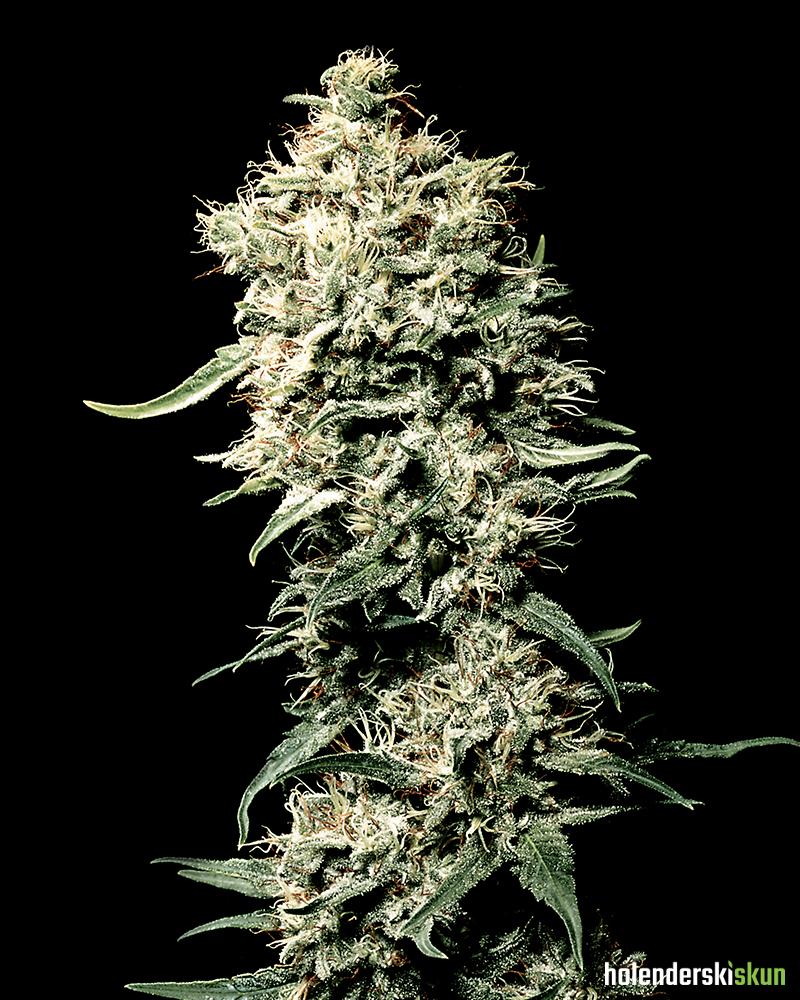 white rhino