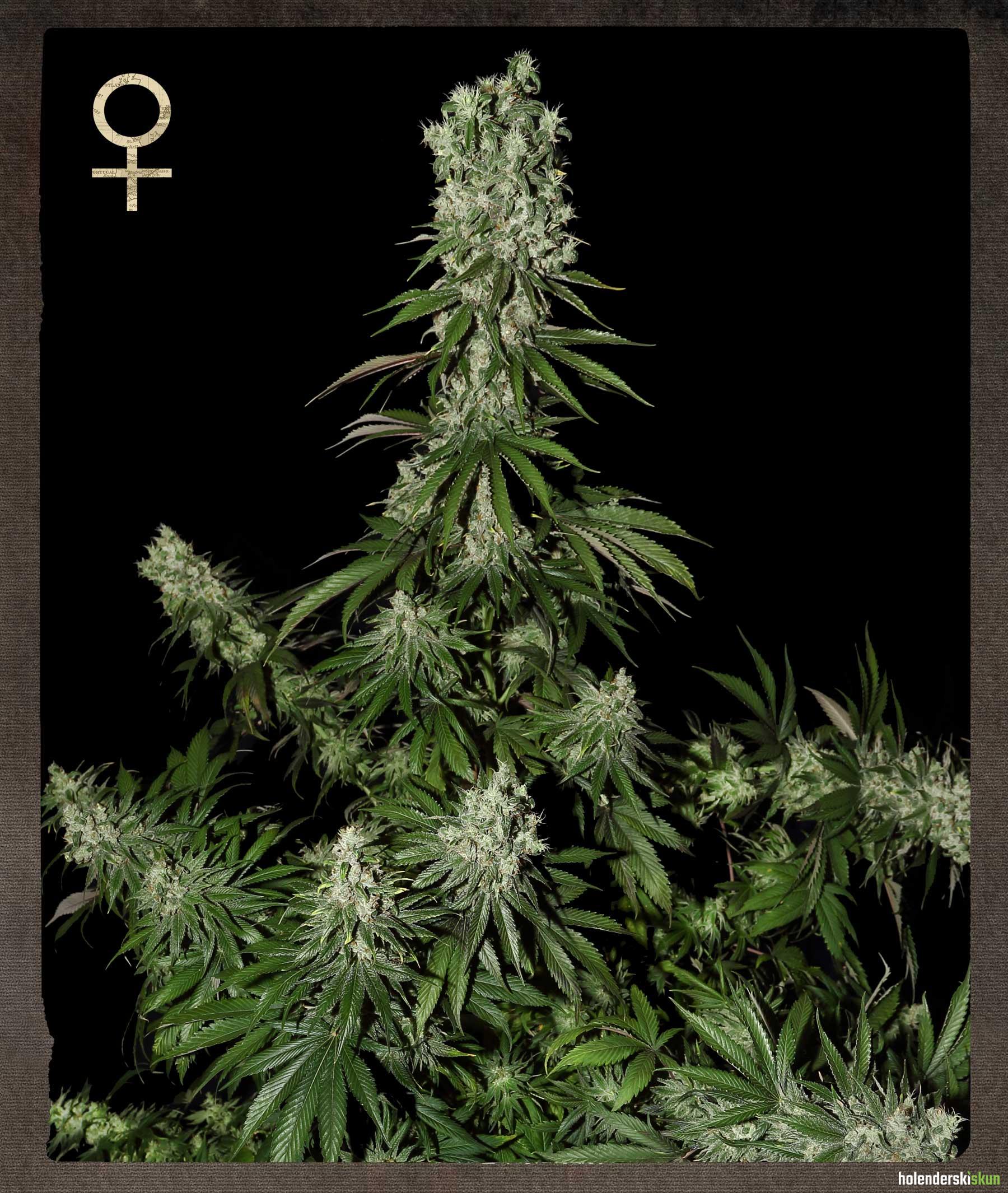 white strawberry skunk