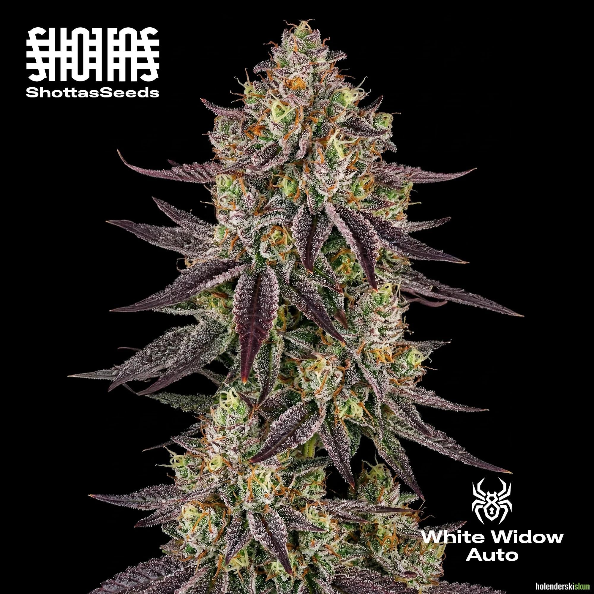 white widow auto