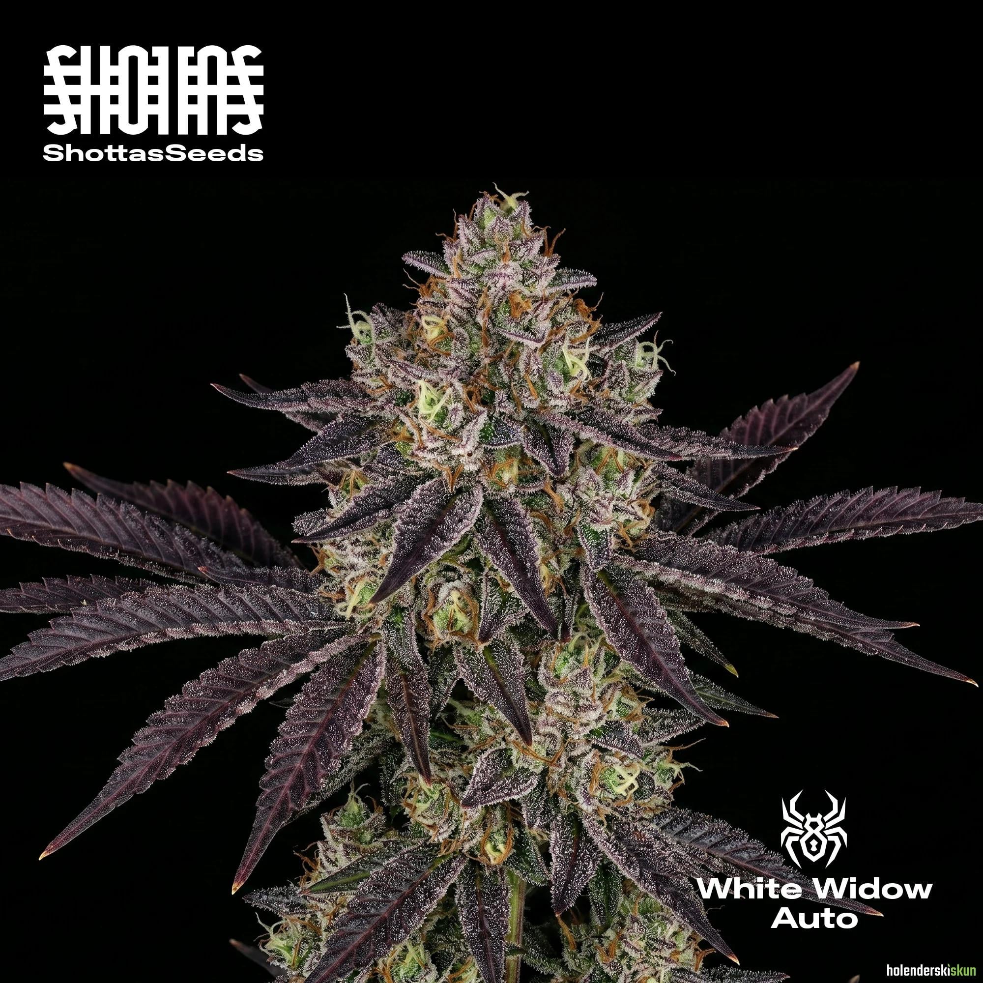 white widow auto