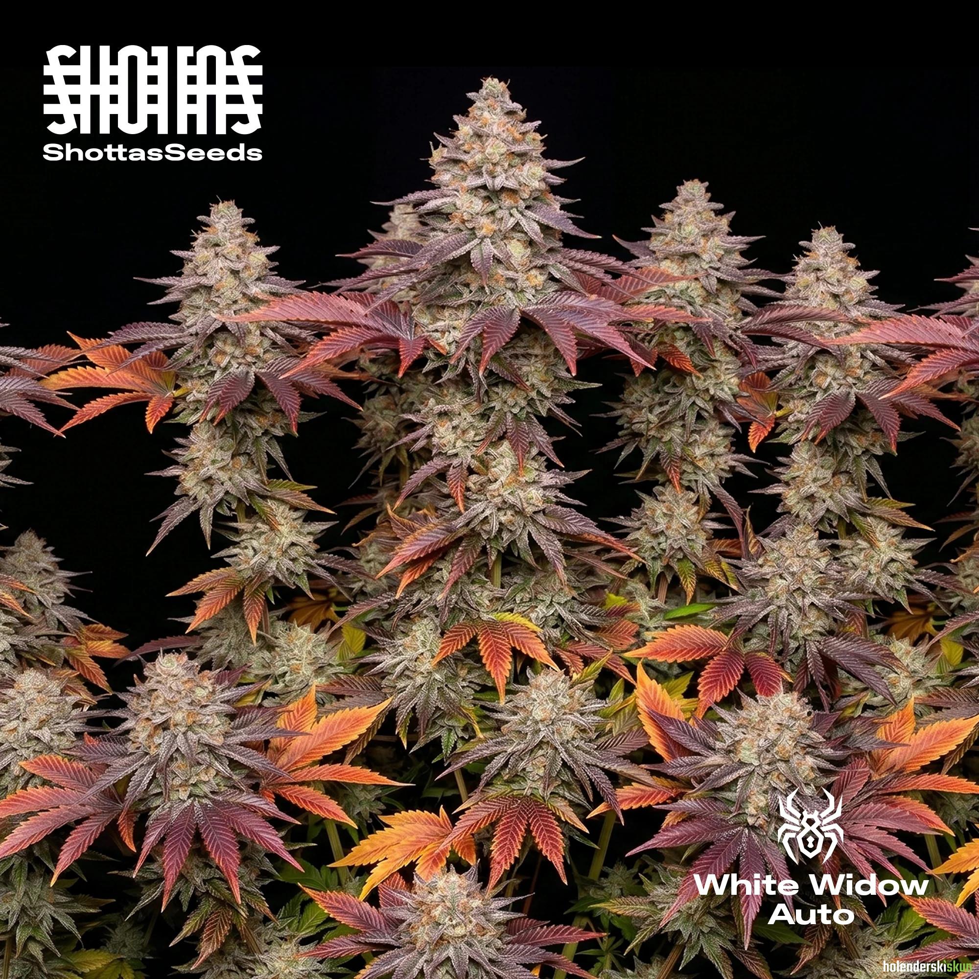 white widow auto