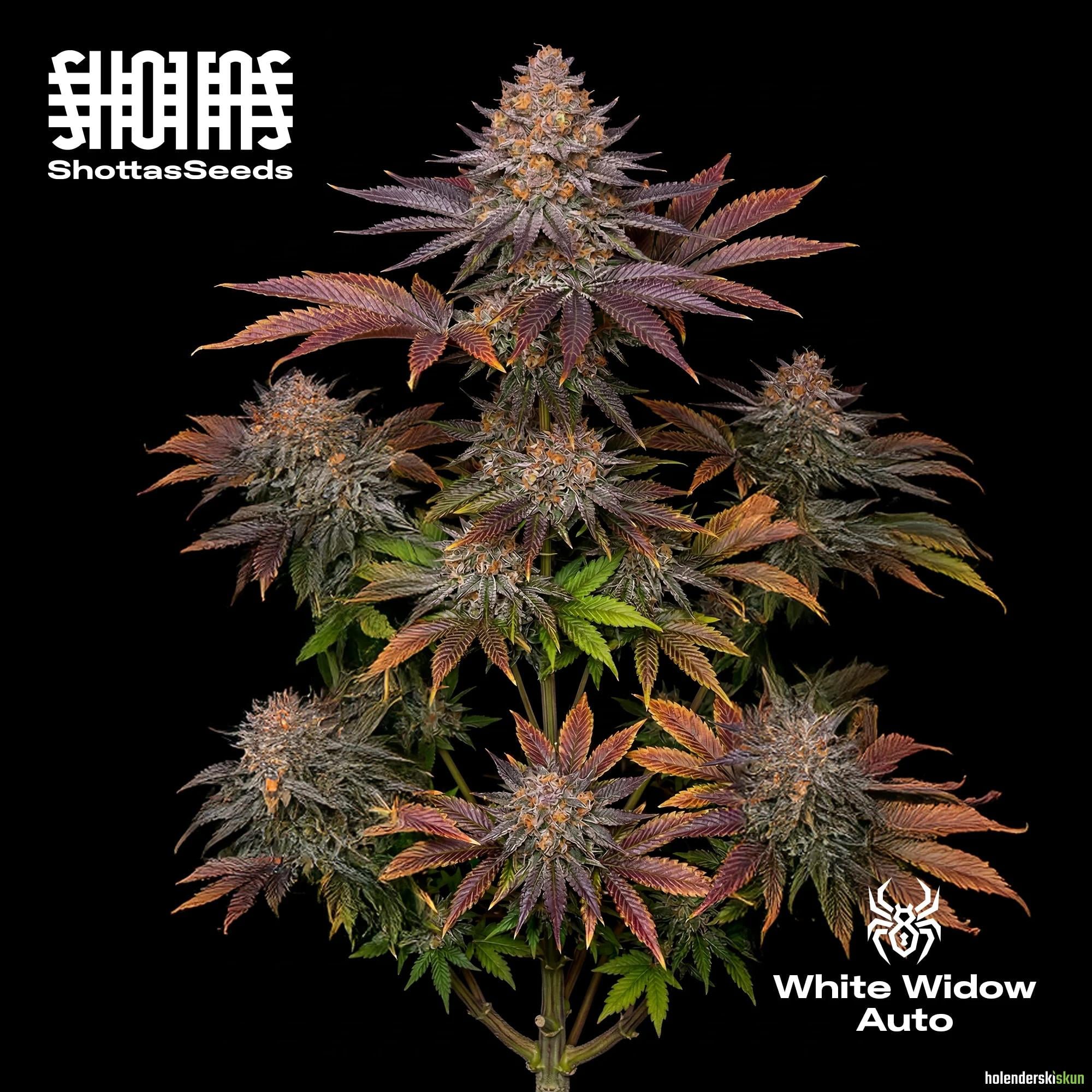 white widow auto
