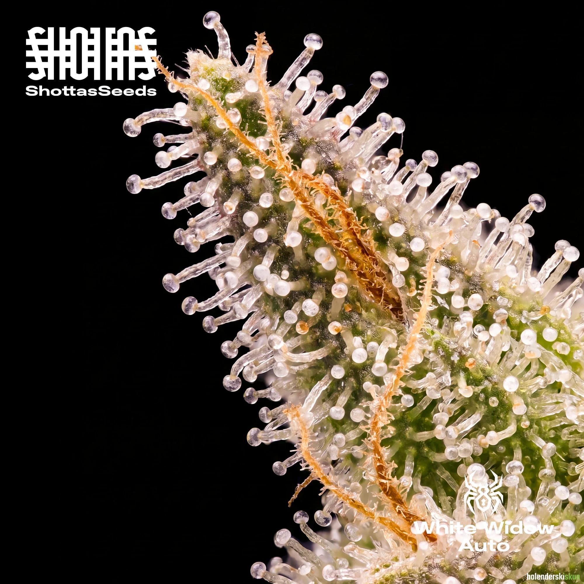 white widow auto
