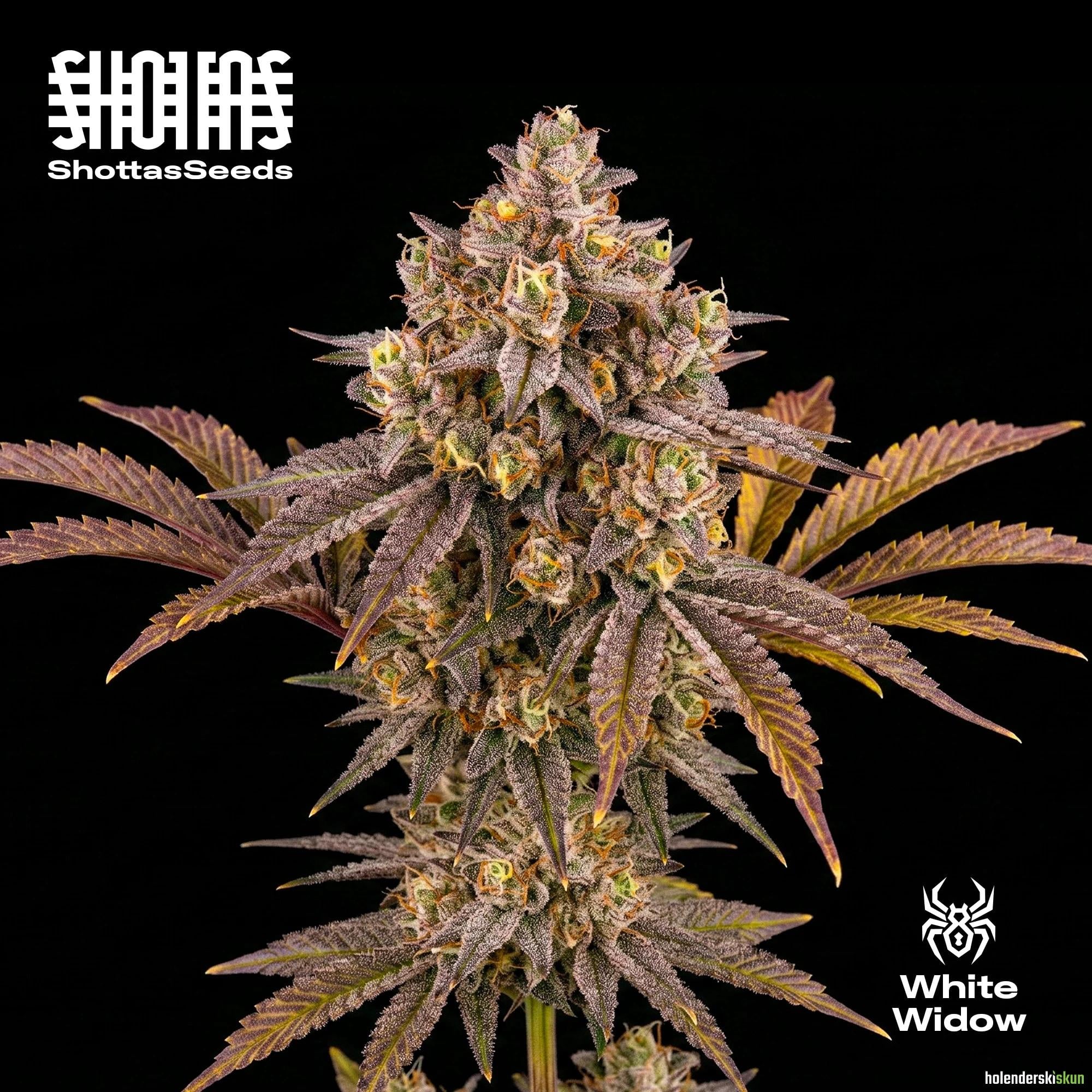 white widow
