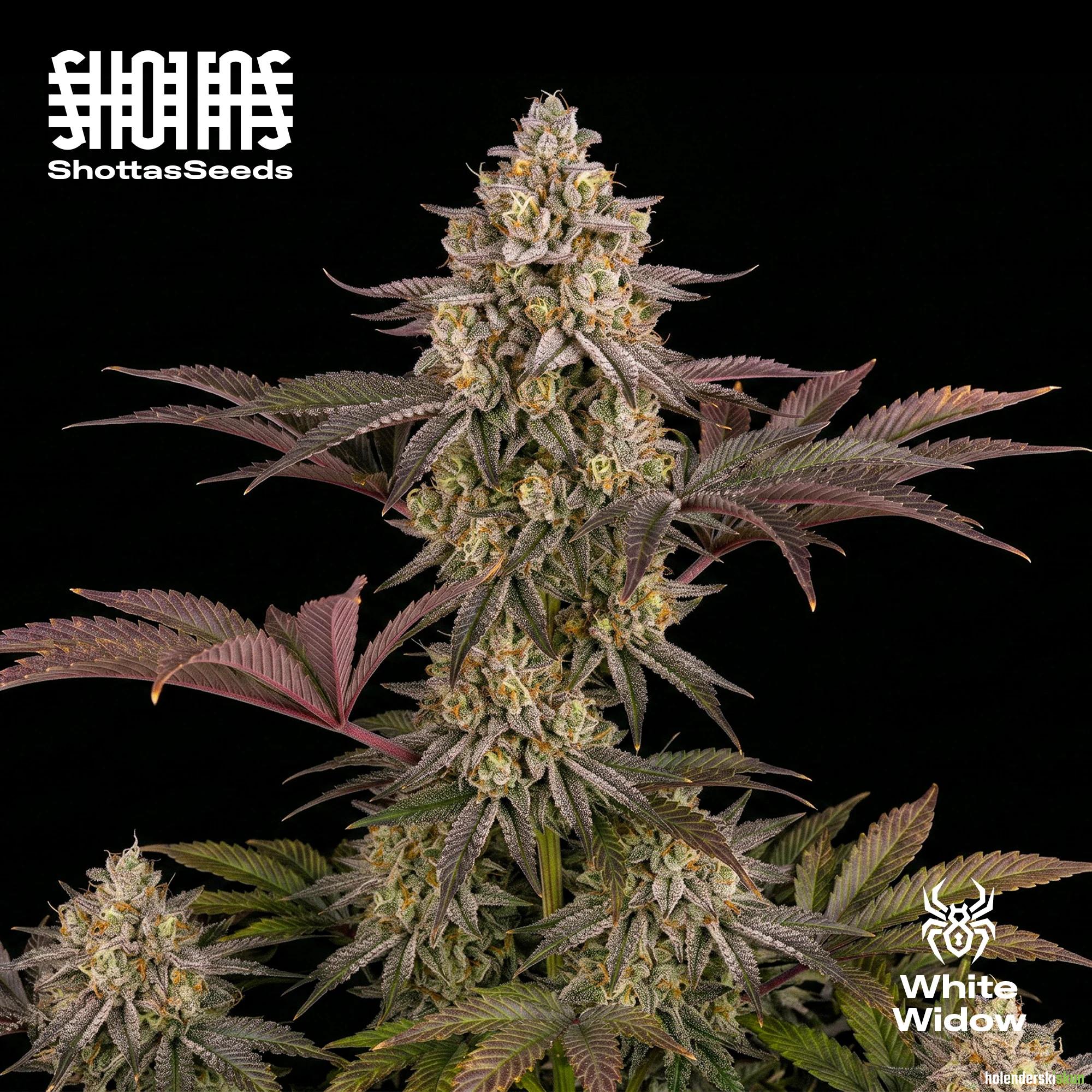 white widow