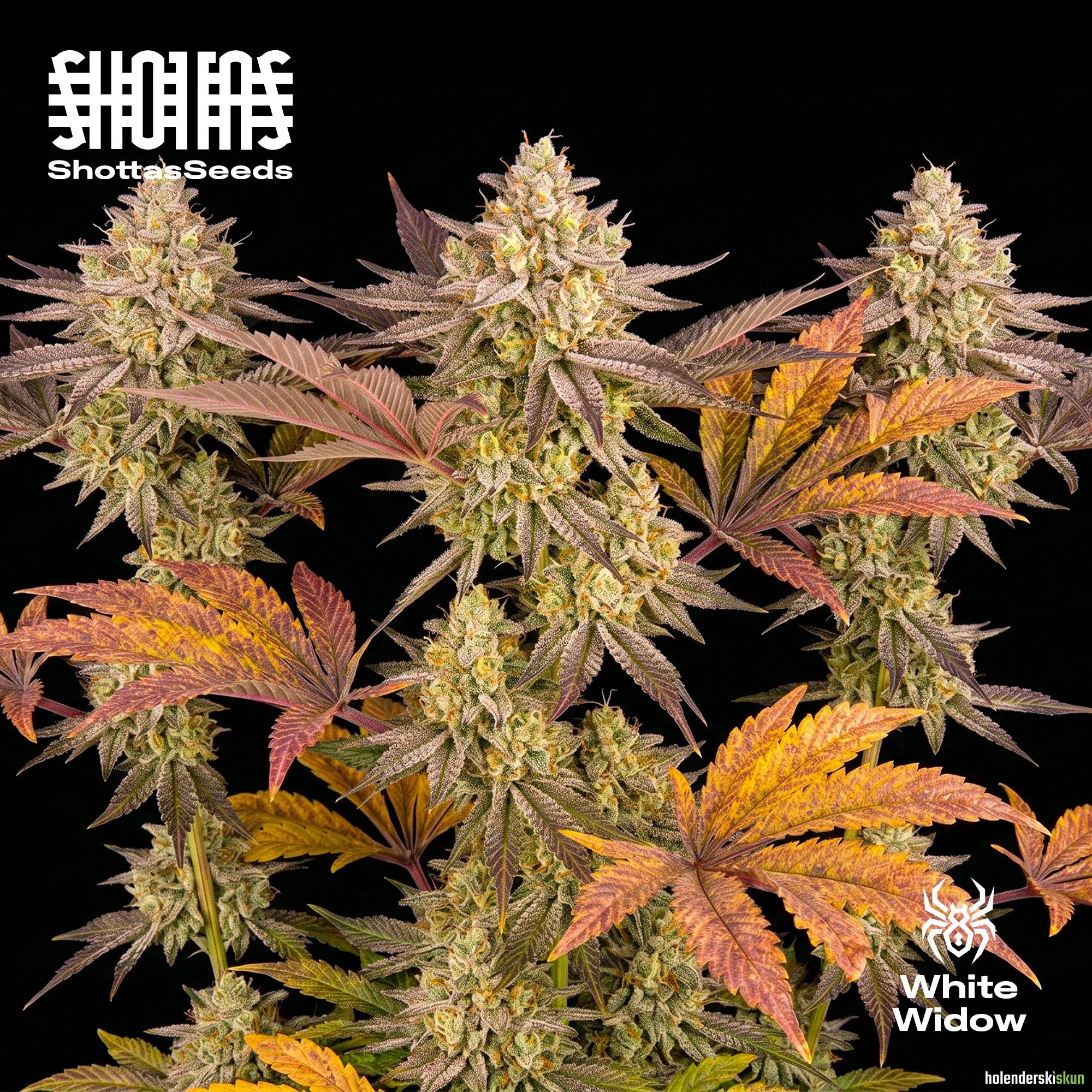 white widow
