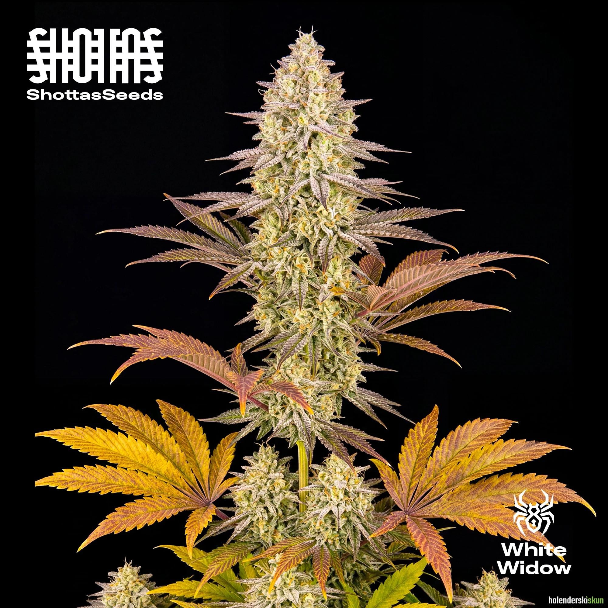 white widow