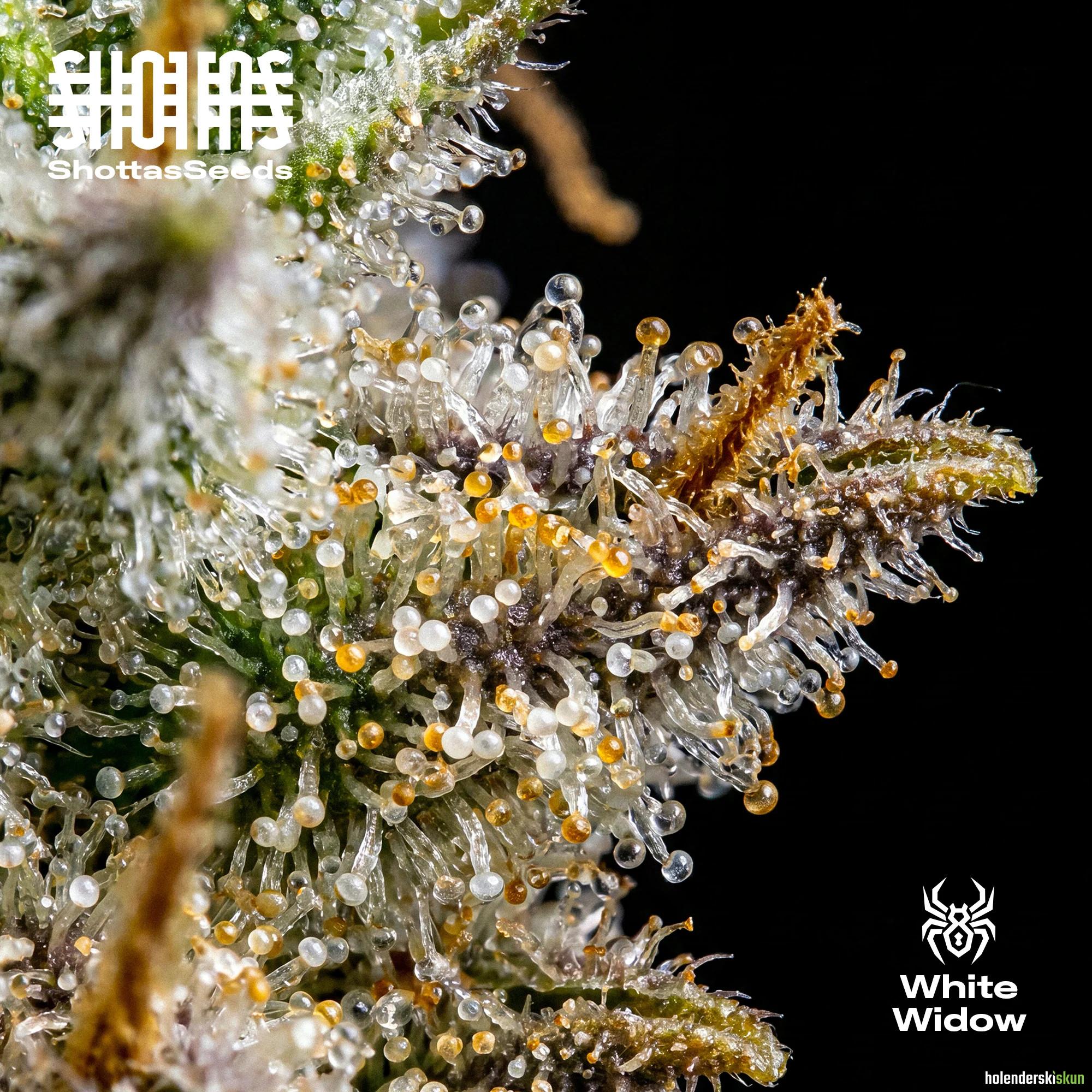 white widow