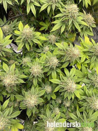 white widow