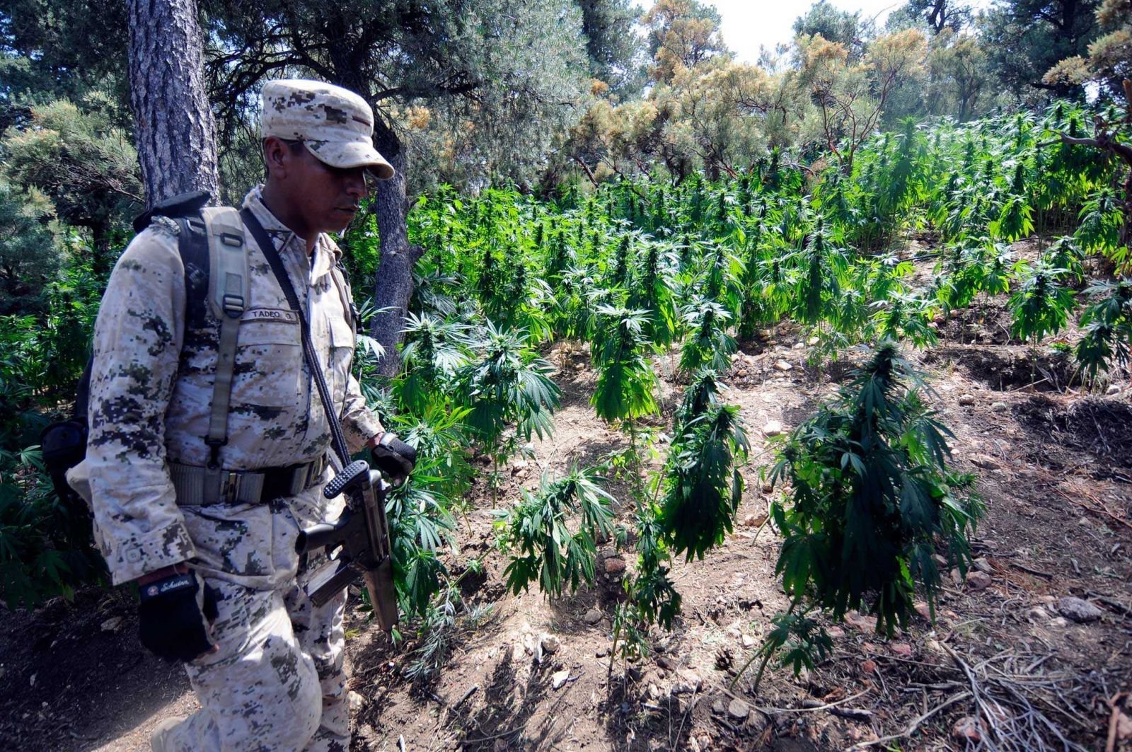największa plantacja marihuany na świecie