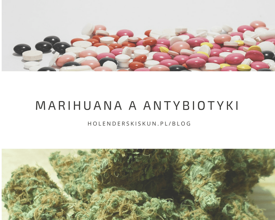  Marihuana a antybiotyki