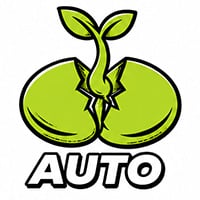 Top 10 Automatów