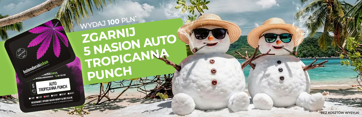 5 Nasion Auto Gratis