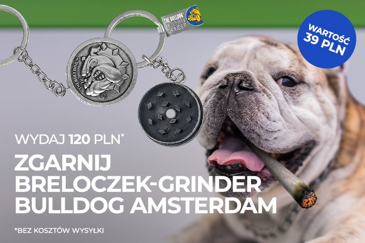 Bulldog
