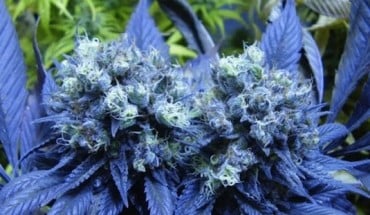 uprawa nasion marihuany dla początkujących growerów