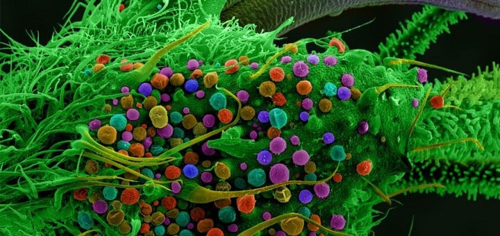 marihuana pod mikroskopem
